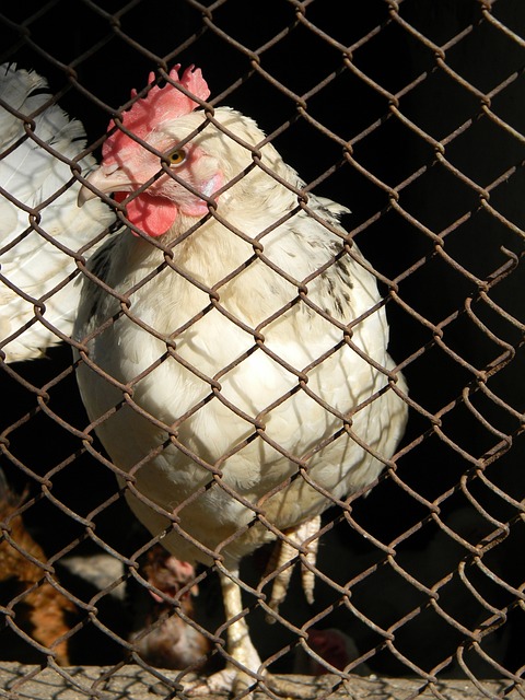 UFC草量