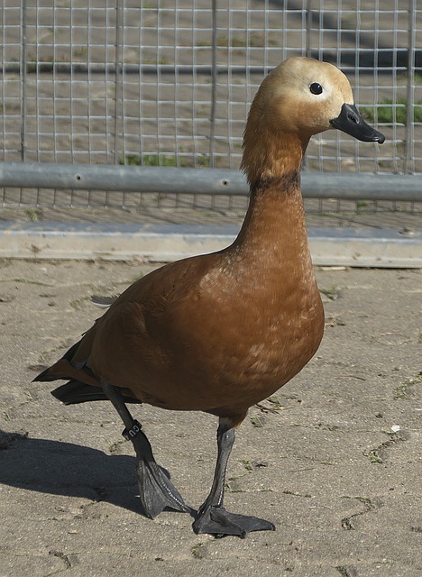 伤病几乎成