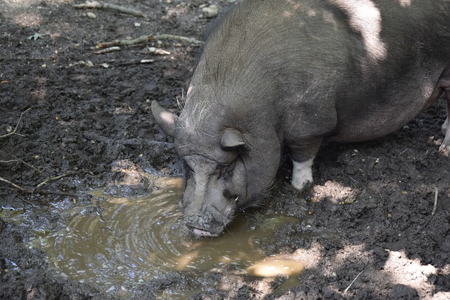 痛失好局 痛失好局
